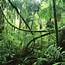 Image result for Jungle Plants Wallpaper