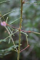 Image result for Briar Plant