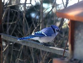 Image result for Blue Jay Bird Coloring Page