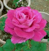 Image result for Girls Night Out Rose Hybrid Tea