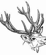 Image result for Stag Head Illustration