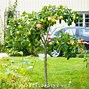 Image result for Apple Tree From Seed