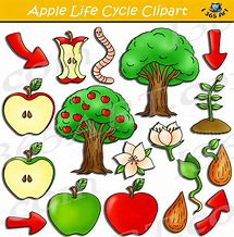 Image result for Apple Life Cycle Clip Art