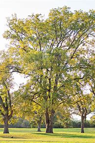 Image result for Pecan Tree Blooms