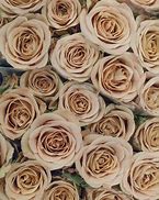 Image result for Brown Colored Flowers