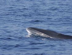 Image result for Minke Whale UK