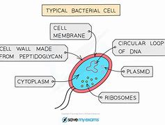 Image result for Bacteria Cell Diagram GCSE