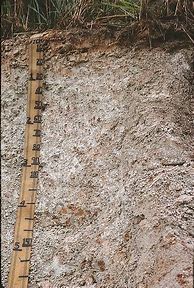 Image result for Loamy Soil