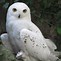 Image result for Cute Owl Screensavers