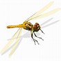 Image result for Dragonfly White Background