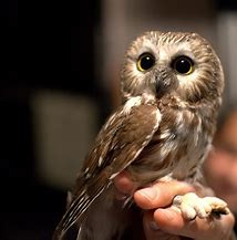 Image result for Pet Owl Illinois