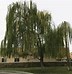 Image result for Weeping Willow Tree