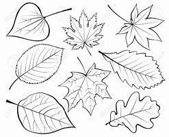 Image result for Simple Leaf Line Art