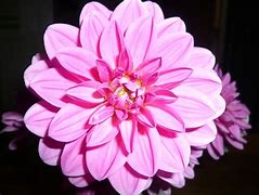 Image result for Dusty Rose Color Flowers