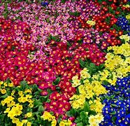 Image result for Bright Colored Flowers