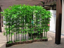 Image result for Bamboo BackYard