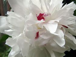 Image result for Peony Flower Tattoo Meaning