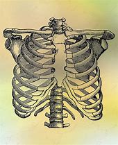 Image result for Human Rib Cage Prop