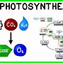 Image result for 2 Stages of Photosynthesis Diagram