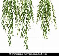 Image result for Corkscrew Willow Branches