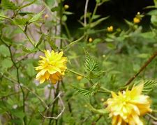 Image result for Late Summer Scenes