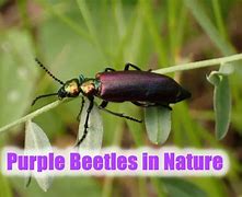 Image result for Black Beetles Insect