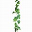 Image result for Clip Art Ivy Branch