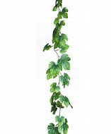 Image result for Ivy Leaf Vine Clip Art