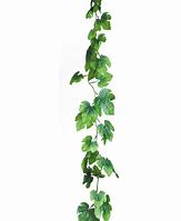 Image result for Clip Art True Vine Ivy