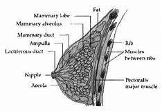 Image result for Red Algae Labelled Diagram