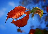 Image result for Fall Leaf Print