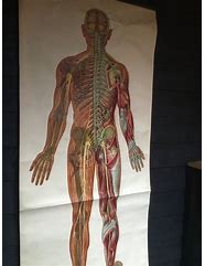 Image result for Anatomy Posters