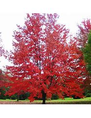 Image result for Red Maple Tree Leaves