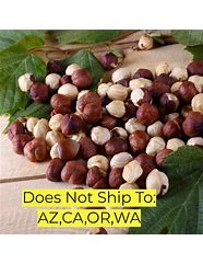 Image result for Contorted Hazelnut Tree