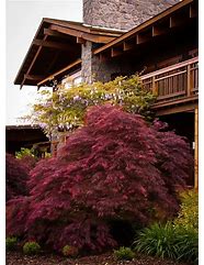 Image result for Red Maple Tree Leaves