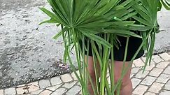 Opening new arrivals- Chinese fan palm! If you are looking for staple patio plant, look no more! Only $189.99 | Town Bloom Garden Centre