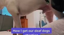 Family teaches their deaf dog sign language