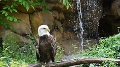 Bald Eagle - Cincinnati Zoo & Botanical Garden