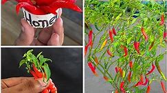 How to grow chili plant at home from cutting || Step by step easy Way