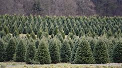 How to pick the perfect Christmas tree