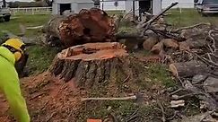 Removing a HUGE Red Oak tree #treeremoval #trees #oaktree | Nicholas Allie