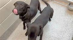 Black Lab mix puppies need homes before Friday at 5 PM A623538 & A624541