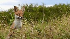 Red fox Vulpes vulpes on a beautiful green background in the wild. The animal is hiding in the grass. Slow motion.