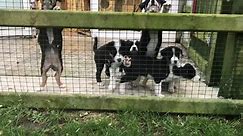 The 101 (Dalmatian) Collie pups... - Ainmhithe Animal Rescue