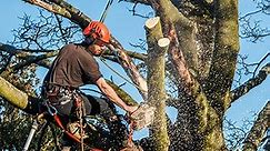 Tree Branch Cutter – 7 Ways to Cut Tree Branches or Limbs That Are Too High to Reach