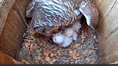 From Box To Branch: 2017 Barred Owl Cam Highlights