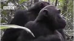 Humans share common sign language with great apes