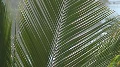 Palm tree leaf moving in the wind