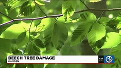 Beech leaf disease impacting CT forests