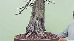 This tree is one of my oldest... - Wigert's Bonsai Nursery